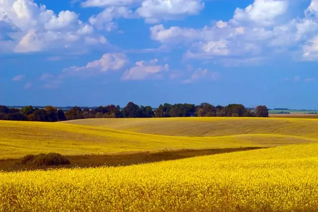field with yellow blossoms